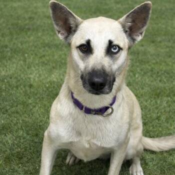 Mystique -  Shepherd and Siberian Husky Dog for Adoption in League City, Texas - Mystique | PetCurious