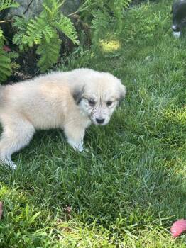 Leo the puppy -  Newfoundland Dog Dog for Adoption in Willingboro, New Jersey - Leo The Puppy | PetCurious