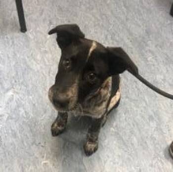 Lucy Lu -  Mixed Breed Dog Available for Adoption in Charleston, South Carolina - Lucy Lu | PetCurious