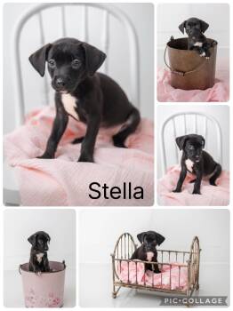 Stella -  Fox Terrier and Labrador Retriever Dog for Adoption in Enterprise, Alabama - Stella | PetCurious