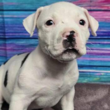 Crunchwrap Supreme -  Pit Bull Terrier and Mixed Breed Dog for Adoption in Fort Collins, Colorado - Crunchwrap Supreme | PetCurious
