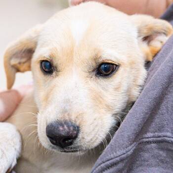 Mixed Breed Dogs Available for Adoption in Kennebunk, Maine - Kay | PetCurious