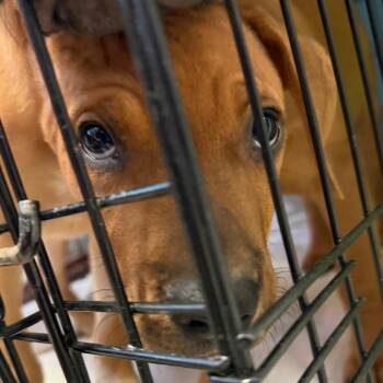 Caleb -  Mixed Breed Dog for Adoption in Port Charlotte, Florida - Caleb | PetCurious