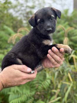 Gigi -  Australian Shepherd Dog for Adoption in Iron Ridge, Wisconsin - Gigi | PetCurious