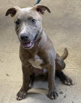 ROBBY -  Pit Bull Terrier Dog for Adoption in Newborn, Georgia - ROBBY | PetCurious