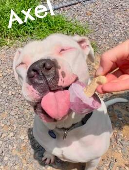 AXEL -  American Bulldog Dog for Adoption in Millerstown, Pennsylvania - AXEL | PetCurious