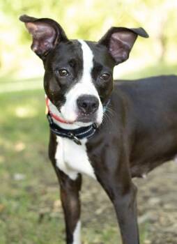 Scone -  Mixed Breed Dog for Adoption in Hamilton, Ohio - Scone | PetCurious