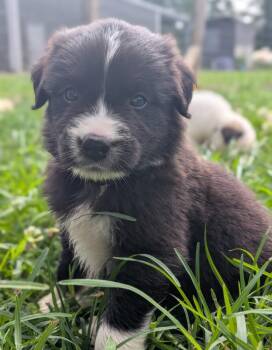 Luigi -  Great Pyrenees Dog for Adoption in Spring Hill, Tennessee - Luigi | PetCurious