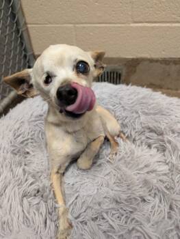Chihuahua Dogs Available for Adoption - Madia | PetCurious