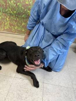 Land Seal -  Terrier and Retriever Dog for Adoption in San Antonio, Texas - Land Seal | PetCurious