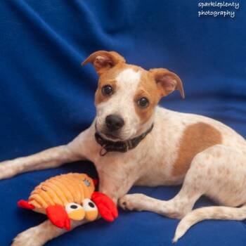 Ida -  Mixed Breed Dog for Adoption in Ridgefield, Connecticut - Ida | PetCurious