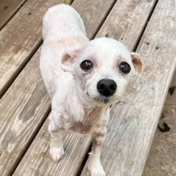 Sunny -  Maltese Dog for Adoption in Conroe, Texas - Sunny | PetCurious