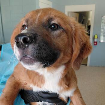 Mixed Breed Dogs Available for Adoption in Loxahatchee Groves, Florida - Jabarkus 6089 | PetCurious