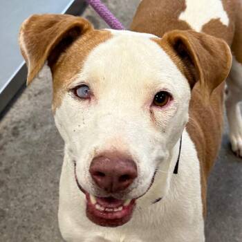 Nipsey -  Mixed Breed Dog for Adoption in Las Cruces, New Mexico - Nipsey | PetCurious