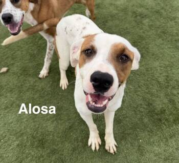 Alosa -  Hound Dog for Adoption in Evansville, Indiana - Alosa | PetCurious