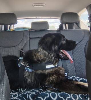 Carl -  Newfoundland Dog and Mixed Breed Dog for Adoption in Labelle, Florida - Carl | PetCurious
