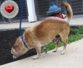 Jack Yrly 276 -  Chihuahua Dog for Adoption in Sidney, Ohio - Jack Yrly 276 | PetCurious