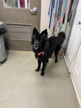 German Shepherd Dog Dogs Available for Adoption - Daisy | PetCurious