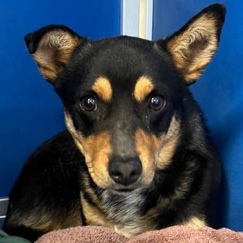 Mixed Breed Dogs Available for Adoption in Las Cruces, New Mexico - Patrick | PetCurious