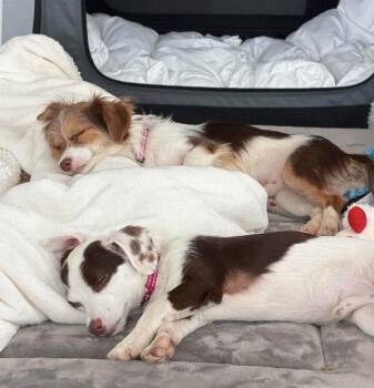 Ferguson -  Chihuahua and Terrier Dog for Adoption in Saugus, Massachusetts - Ferguson | PetCurious