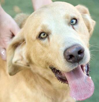 Teddy -  Yellow Labrador Retriever Dog for Adoption in Austintown, Ohio - Teddy | PetCurious