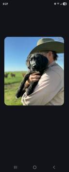 Poodle Dogs Available for Adoption - Kisses | PetCurious