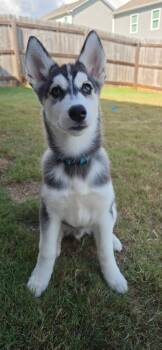 Rocky -  Siberian Husky Dog for Adoption in Johns Creek, Georgia - Rocky | PetCurious