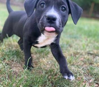 Pit Bull Terrier and Mixed Breed Dogs Available for Adoption in Malvern, Pennsylvania - MooMoo | PetCurious