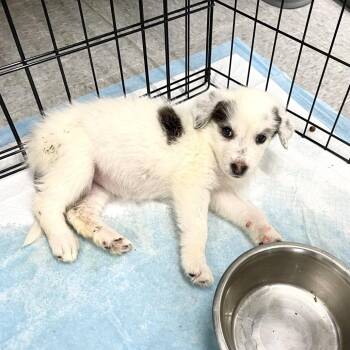 Great Pyrenees and Mixed Breed Dogs Available for Adoption in Livingston, Texas - Wichita | PetCurious