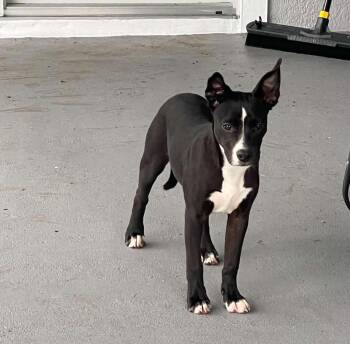 Luna -  Hound and Pit Bull Terrier Dog for Adoption in Melbourne, Florida - Luna | PetCurious