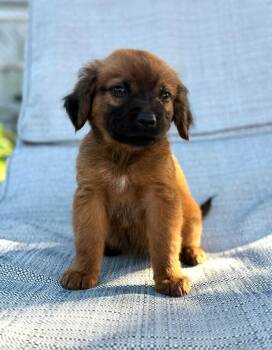 Labrador Retriever and Golden Retriever Dogs Available for Adoption - Autumn | PetCurious