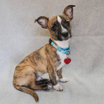 Rescue Chihuahua Dogs for Adoption in Richmond, California - BRUTUS | PetCurious