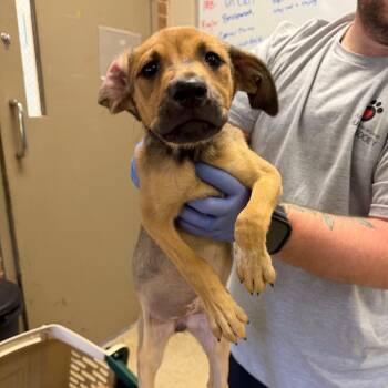 Lily -  Terrier and Shepherd Dog for Adoption in Birmingham, Alabama - Lily | PetCurious