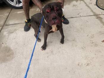 Mixed Breed Dogs Available for Adoption in Dallas, Texas - MOE | PetCurious