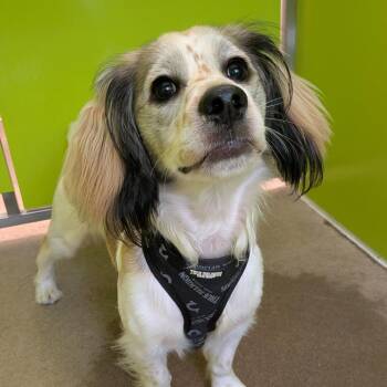 Broly -  Cocker Spaniel Dog for Adoption in Tulsa, Oklahoma - Broly | PetCurious