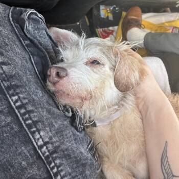 Ralph -  Terrier and Mixed Breed Dog for Adoption in San Mateo, California - Ralph | PetCurious
