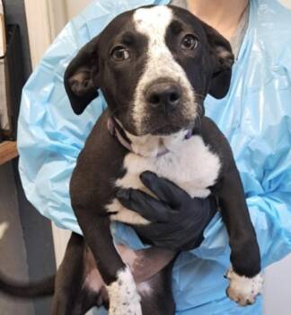 Mia -  Australian Cattle Dog Blue Heeler Dog for Adoption in Hollister, Missouri - Mia | PetCurious