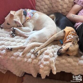 Farah -  Labrador Retriever Dog for Adoption in Washington, District Of Columbia - Farah | PetCurious