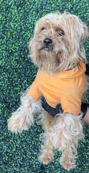 Yorkshire Terrier and Mixed Breed Dogs Available for Adoption - 60316114 | PetCurious