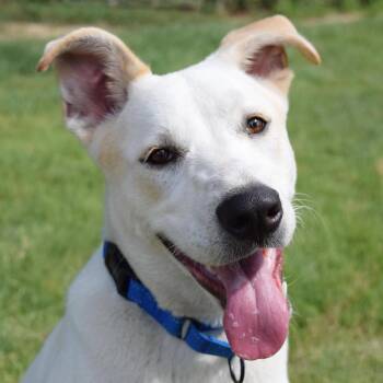 Labrador Retriever Dogs Available for Adoption in Rockaway, New Jersey - Bingo Bango Lonestar | PetCurious