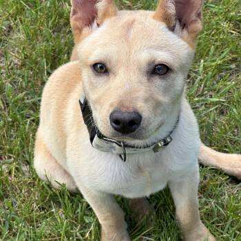 Sandy -  Australian Cattle Dog Blue Heeler Dog for Adoption in Stewart Manor, New York - Sandy | PetCurious