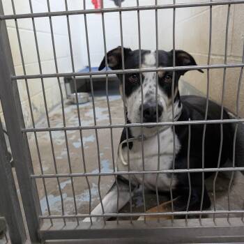 Mixed Breed Dogs Available for Adoption in Ravenna, Ohio - 190563 LOOKING FOR OWNER | PetCurious