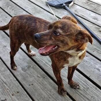 Chiquitin -  Chihuahua Dog for Adoption in Overland Park, Kansas - Chiquitin | PetCurious