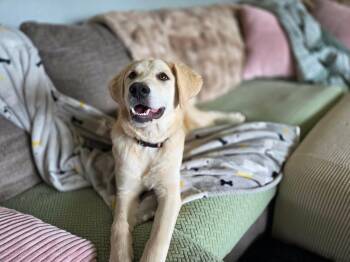 Ambrosia -  Great Pyrenees and Labrador Retriever Dog for Adoption in Bountiful, Utah - Ambrosia | PetCurious