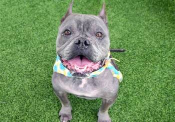 Rescue American Staffordshire Terrier and Mixed Breed Dogs for Adoption in Fort Lauderdale, Florida - RAE RAE | PetCurious