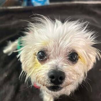 Maltese Dogs Available for Adoption in Niagara Falls, Ontario - Pip (20260430-02) | PetCurious