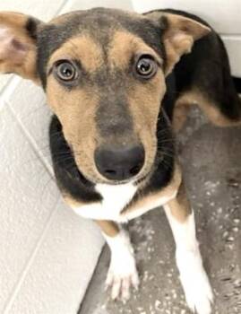 HOPE -  German Shepherd Dog and Doberman Pinscher Dog for Adoption in Houston, Texas - HOPE | PetCurious