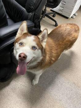 Husky Dogs Available for Adoption in Troy, Ohio - Koda | PetCurious
