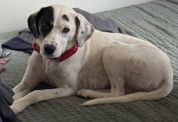 Paisley - mama to the Wardell pups -  Labrador Retriever and Border Collie Dog for Adoption in Horn Lake, Mississippi - Paisley - Mama To The Wardell Pups | PetCurious