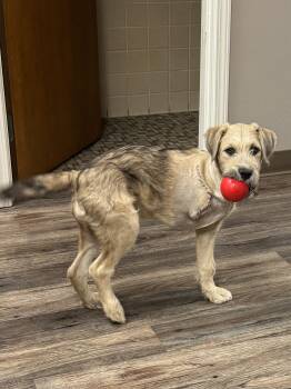 Airedale Terrier Dogs Available for Adoption in Alexandria, Louisiana - Magnolia (Maggie) | PetCurious